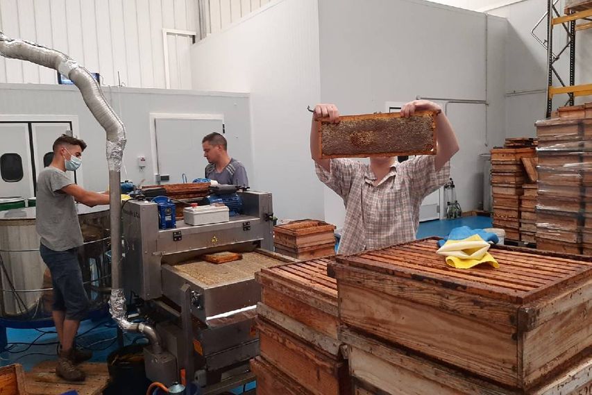 Mieles Brezos del Norte hombres procesando miel