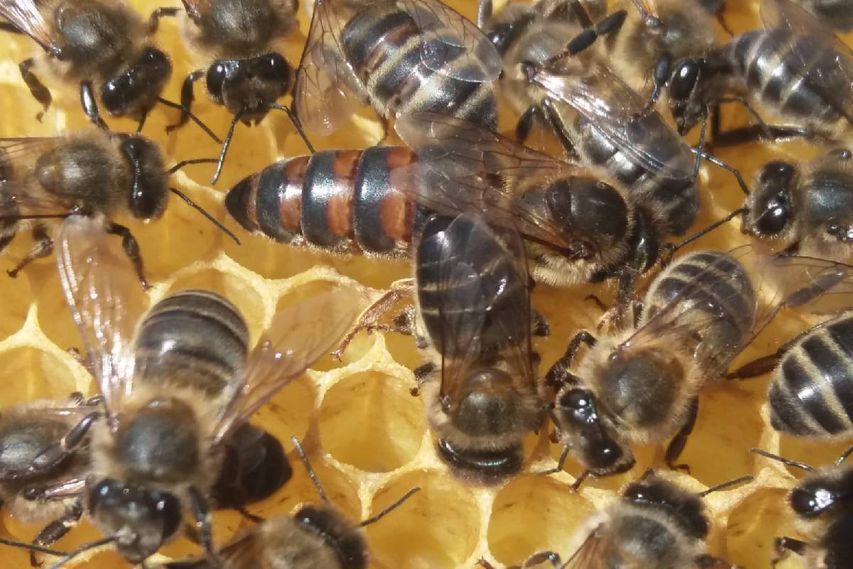 Mieles Brezos del Norte abejas